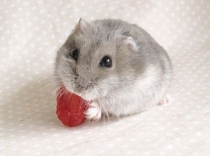 b8287865de0d0d000b91bc36cc058834 仓鼠